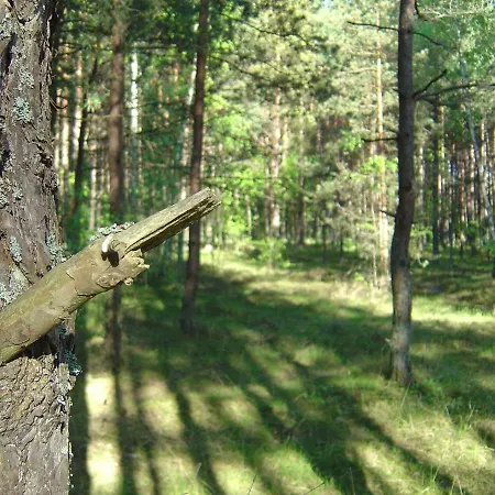 Forest Klaipeda