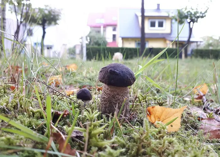 Svečių namai Forest *